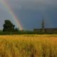 corn field 2