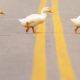 MR ducks