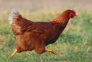 ke chicken