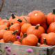 ke pumpkins ke pumpkins