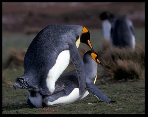 penguins screwing