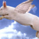 pigs flying pigs flying
