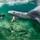 wading animals