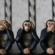 monkeys_evil