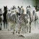 zebras