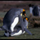 penguins screwing